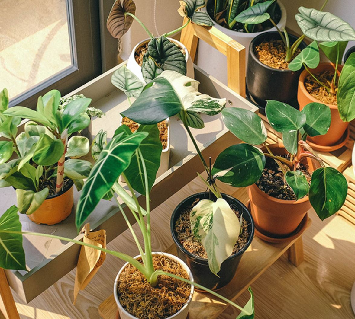 Hướng trồng cây phong thủy hợp với người mệnh Hỏa